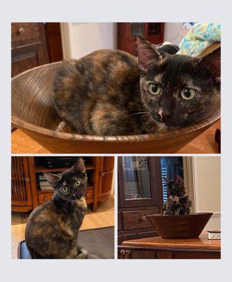 Bennett Veterinary Hospital