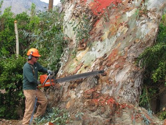 Mountain Tree Service