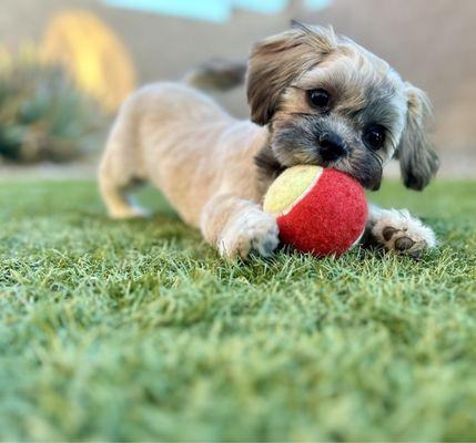 Puff & Fluff Grooming - Litchfield