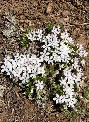 Buckwheat on the Tumamait trail, late April 2022.