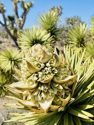 Avi Kwa Ame National Monument
