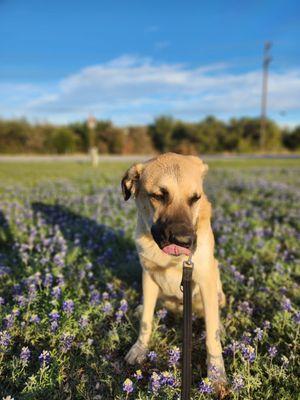 This is Jake. My black lab, border collie, Anatolian shepherd, pyrenes mix