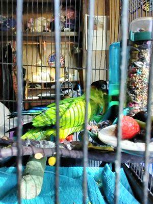 Chief Cochise is back on her perch! tyvm guys!!!