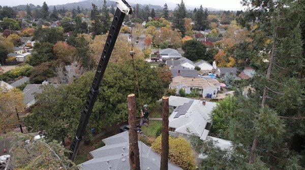 Professional Tree Surgeons