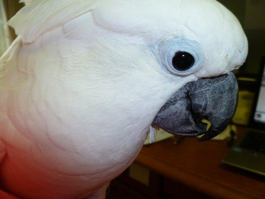 Gadd's Animal Doctors Of Gray