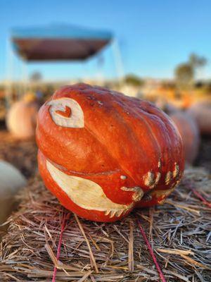 A new way to carve pumpkins that will last, find out how at the Nipomo Pumpkin Patch