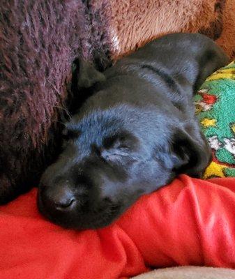 Autumn Ridge Labradors