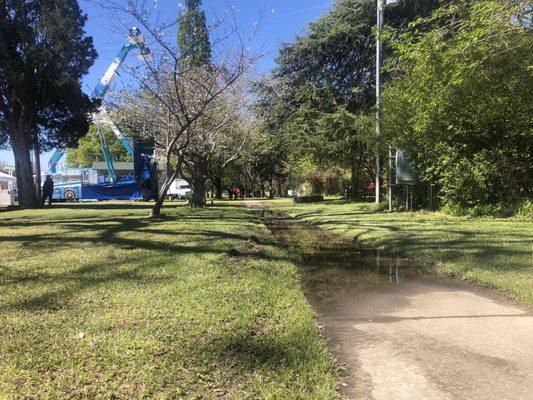 Cherry blossom trail