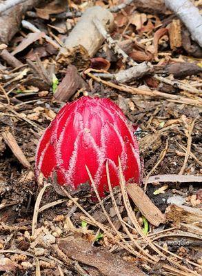 Mariposa Grove of Giant Sequoias
