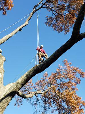 Top Notch Tree Care and Landscaping
