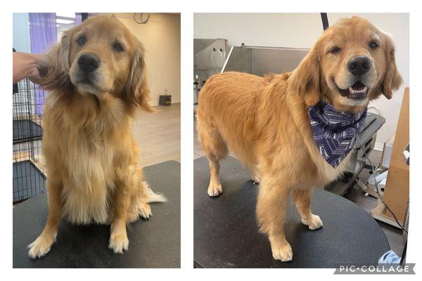 Barkley before and after his Tranquility bath and haircut. Barkley doesn't like kennels. He gets done and straight back to his mom!