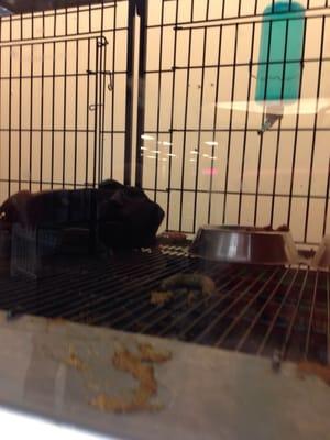 Puppies don't deserve to live like this.