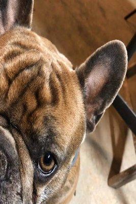 A Touch Of Class Pet Spa