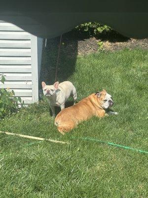 Elemental Veterinary Center and Pet Spa