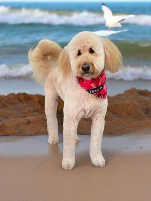 Poodles & Pals Holistic Pet Spaw