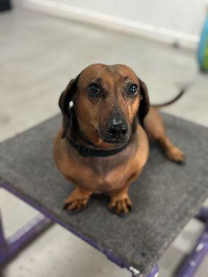 Mylo the weiner dog