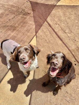 Muddy Paws Country Spa