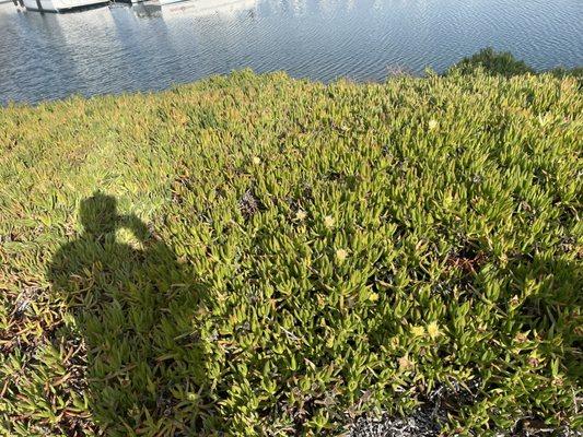 Bay Farm Elementary School