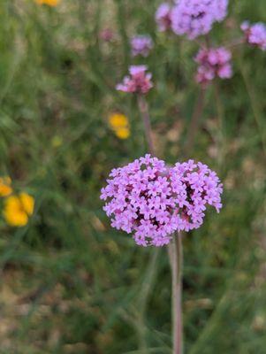 Pitt County Arboretum