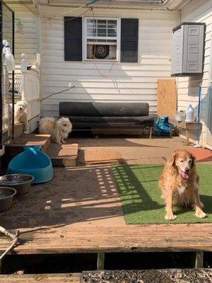 Wags and Whiskers Stay and Play