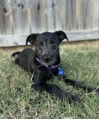 BPOZ rescued this dog from a local shelter.