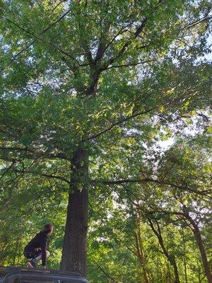 Kalamazoo Tree Service