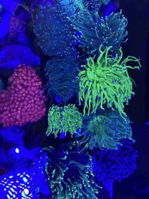 Great coral selection!