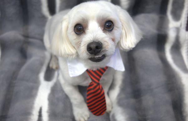 Grooming Angel Pet Salon