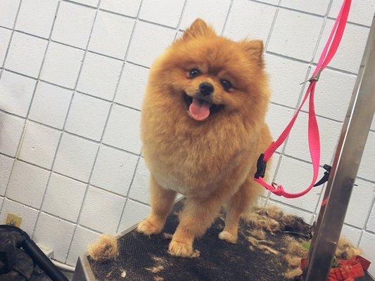 Scissor pomeranian haircut