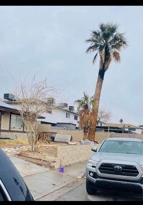 1 Rafael Tree & Landscaping Services