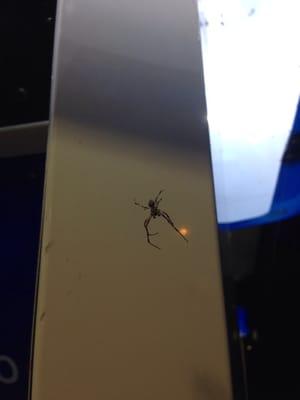 This is one of the smaller spiders I had to battle to get to the pump