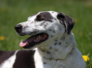 Oak Tree Animal Clinic