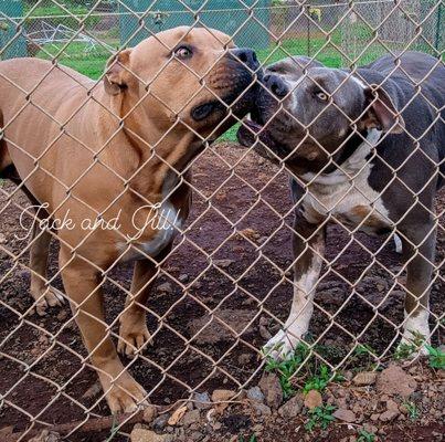 Hearts Out Animal Shelter