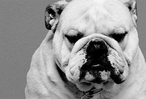 Premier Dog and Horse Training