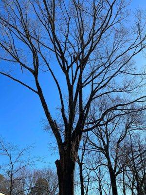 901 Duran Tree Service