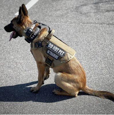 My Service Dog.... Stella... is a regular at Do Ewe Knit!