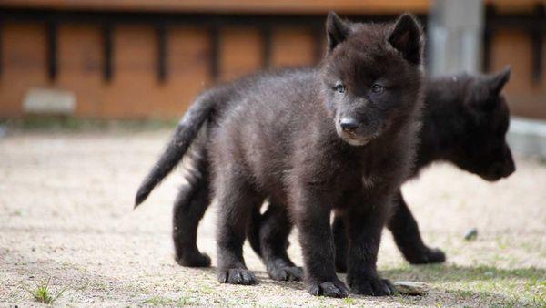 International Wolf Center