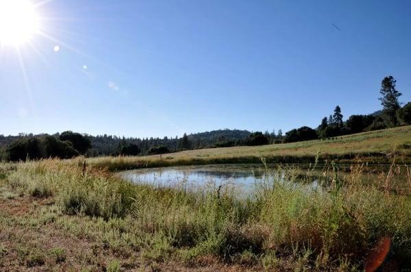 Shooting Star Sanctuary