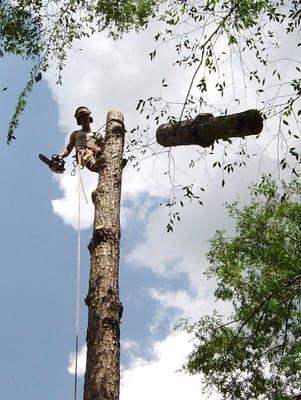 Piecing down a pine tree