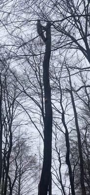 Out On A Limb Tree and Landscape