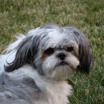 Colony Veterinary Hospital