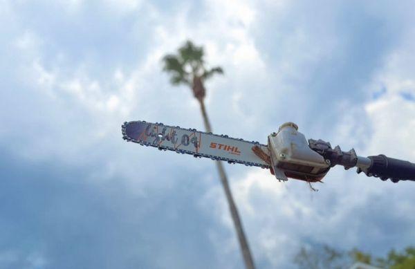 Palm tree trimming! Call for a free estimate!!