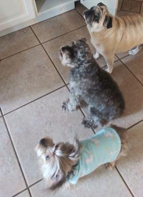 Wags And Walks Pet Sitting