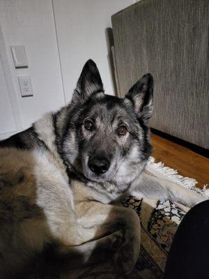 Liz McCabe Petsitting