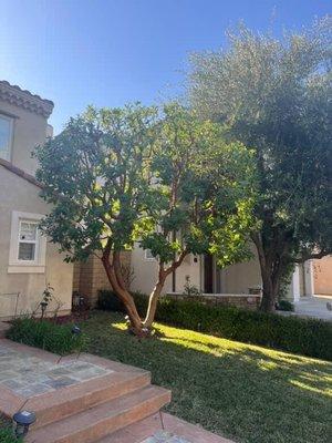 CoastLine TreeService