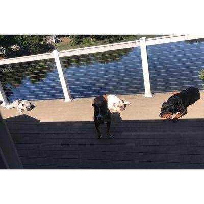 In home private over nite boarding... no one ever left unattended!!