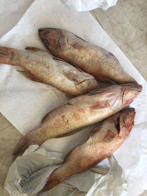 Rotten Fiji salmon cod