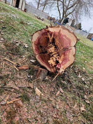 Tucker's Tree & Landscape