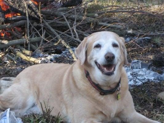 Foothills Veterinary Hospital