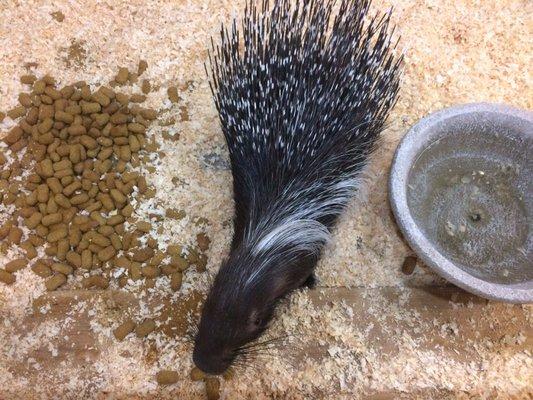 The Affordable Spay Neuter Clinic and Pet Care